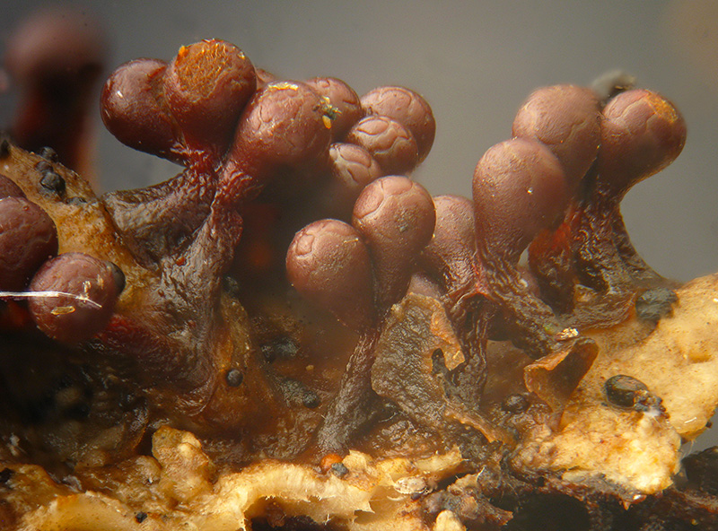 Trichia botrytis